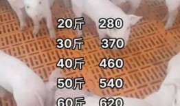 猪价最新爆料,最新爆料揭示市场动态