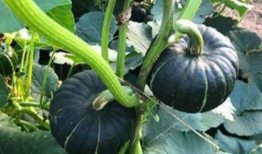 网红吃瓜群怎么进去,如何轻松加入神秘社交圈