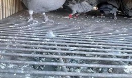 鸽子朋友爆料视频,揭秘视频背后的惊人真相