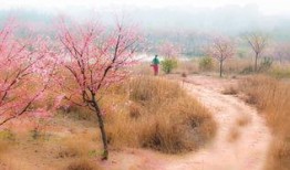 待到山花烂漫时在线观看