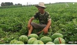 云南男网红吃瓜事件,真相揭秘引网友热议