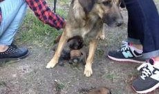 狗崽直播爆料汪小菲视频,独家爆料引热议