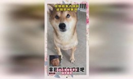 宠物趣事大爆料视频下载,揭秘宠物趣事大爆料视频幕后精彩瞬间