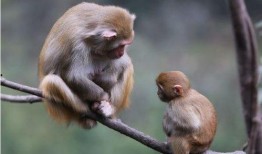 十二猴子在线观看,十二猴子在线观看之旅