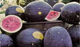 黑料吃瓜爆料网红精品,黑料吃瓜背后的精品爆料