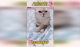 宠物趣事大爆料视频下载,揭秘宠物趣事大爆料视频幕后精彩瞬间