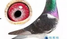 鸽子朋友爆料视频,揭秘视频背后的惊人真相