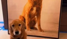 狗子黑料爆料图片高清视频