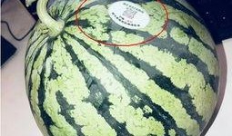 甘南网红吃瓜,揭秘当地美食背后的故事