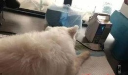 一个狗狗最新爆料视频播放,揭秘宠物界的秘密生活