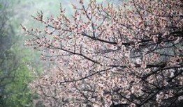 待到山花烂漫时在线观看