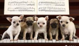 狗子黑料爆料图片高清视频