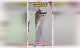 宠物趣事大爆料视频下载,揭秘宠物趣事大爆料视频幕后精彩瞬间