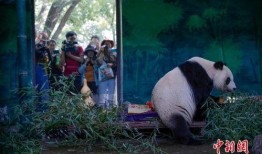 天津动物园爆料视频大全,揭秘动物日常与趣事瞬间