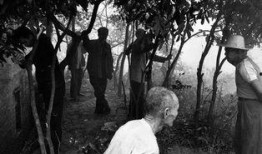 在线观看 蚁群,揭秘自然界中智能集群行为的奥秘