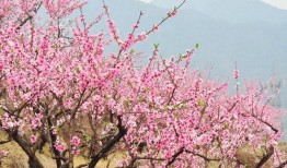 桃花大爆料完整视频,揭秘视频背后的惊人真相与精彩瞬间