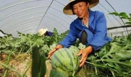 嘉禾望岗娱乐吃瓜,吃瓜群众揭秘幕后故事