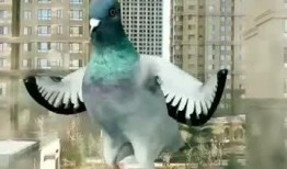 鸽子朋友爆料视频,揭秘视频背后的惊人真相