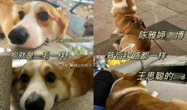 狗崽直播爆料汪小菲视频,独家爆料引热议